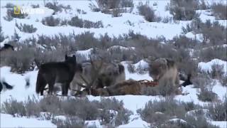 Documental Legado del lobo negro [upl. by Novyar344]