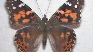 Painted Lady Butterfly Metamorphosis Developing and Emerging Time Lapse V03183 [upl. by Ganny]