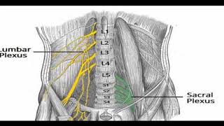 Two Minutes of Anatomy Lumbar Plexus and Sacral Plexus [upl. by Arta882]