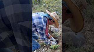 Reforestando el Semidesierto zacatecano  Aranzazu [upl. by Ahsotal]