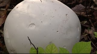 How to Identify and Eat White Puffball Mushrooms [upl. by Nelyak]