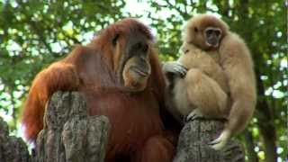 Orangutan Loves Gibbon Baby  Cincinnati Zoo [upl. by Yahiya]