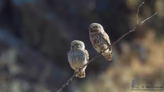 Steinkauz  Little Owl Ruf des Männchen [upl. by Berlyn]