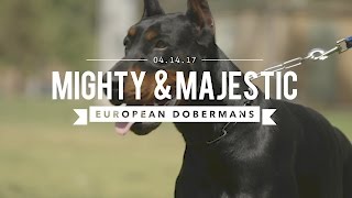 THE EUROPEAN DOBERMAN PINSCHER MIGHTY amp MAJESTIC [upl. by Lossa]