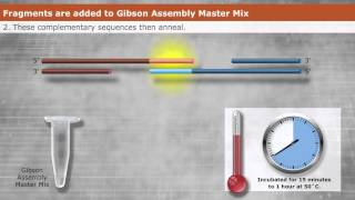 Introduction to Gibson Assembly [upl. by Lukash]