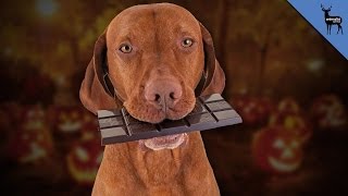 Chocolate Can Kill Your Dog [upl. by Dilisio]