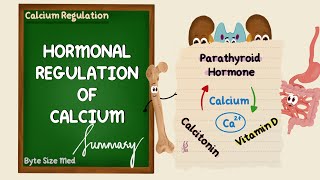 Hormonal Regulation of Calcium  Summary  Endocrine Physiology [upl. by Mario]