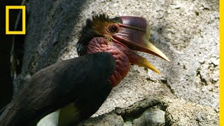 Inside the Mission to Save the Rare Helmeted Hornbill From Poachers  National Geographic [upl. by Gala]