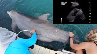 Prenatal Dolphin Care  Dolphin Quest Bermuda [upl. by Notlimah]