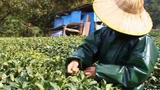 Longjing Tea Picking Roasting amp Processing  West Lake Dragon Well [upl. by Mackintosh735]