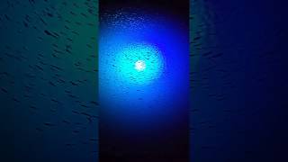 Fish attracting Underwater Blue LED light quotMega Wattquot from IllumiSea [upl. by Trixi]