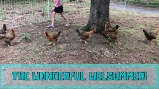 Welsummer Chickens [upl. by Lonergan]