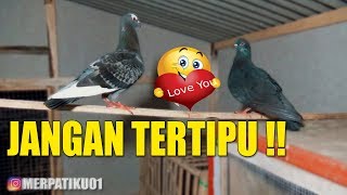 MENGETAHUI MERPATI SUDAH JODOH  BELUM [upl. by Ozen461]