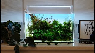 ADA 60P Aquarium  Cinematic [upl. by Meryl716]