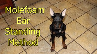 Doberman ear standingbracing method [upl. by Nile]