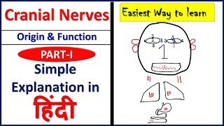 Cranial nerves  Origin and Functions PART 1 simple explanation in Hindi  Bhushan Science [upl. by Rickart948]