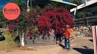 Burkes Backyard How to Keep A Bougainvillea Flowering [upl. by Yllatan]