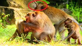 Terrify  terrify Monkey fighting until break near eye Monkey argue seriously Sad monkeys [upl. by Duester]