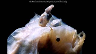 Angler fish reproduction [upl. by Donall276]