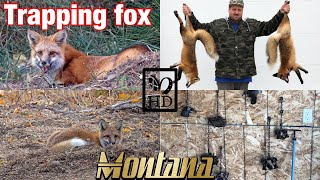 TRAPPING FOXES IN MONTANA [upl. by Ori]