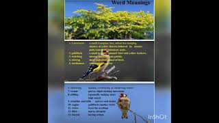 PPT of Poem The Laburnum topClass 11Khushi Singla [upl. by Acsehcnarf]