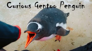 Curious Gentoo Penguin [upl. by Notlok130]