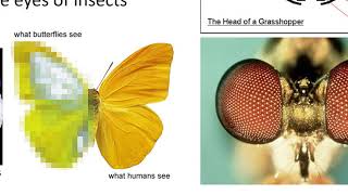 External Insect Morphology [upl. by Swithbart390]