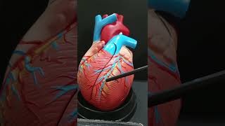 Anterior interventricular groove of heart shorts heart [upl. by Keeton]