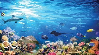 Beautiful Aquarium amp Relaxing Music – Study Reading Sleep Yoga – Soothing Ambient Sounds [upl. by Vatsug847]