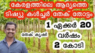 തേക്ക്‌ കൃഷി Teak wood Farming Teak Tree Cultivation Teak plantationTEAK WOODwood farming kl06 [upl. by Boser]