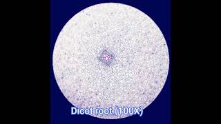 ☘️ SB015  EXPERIMENT 2 PLANT TISSUES [upl. by Ahsikram]