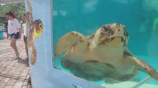 Visit Loggerhead Marinelife Center [upl. by Dowell]