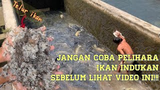 PENJELASAN RESIKO IKAN MAS JUMBO BUANG TELUR [upl. by Ahsenom]