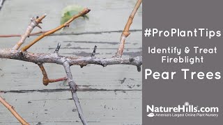 ProPlantTips Identify amp Treat Fireblight  Pear Trees [upl. by Naillimxam390]