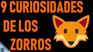 Qué Pasa Con Los Zorros l Mini Documental [upl. by Eecats]