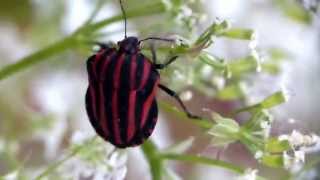 Graphosoma rubrolineatum the Milanista Shield Bug アカスジカメムシ＠ドクゼリ [upl. by Naraj]