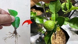 Tehnique skills Growing a kaffir limes tree from kaffir lime leaves in pot [upl. by Malachi480]