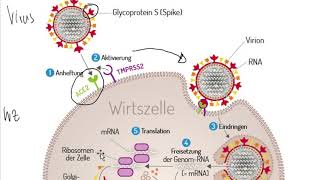 Corona Virus – Vermehrungszyklus von RNA Viren [upl. by Barabbas134]