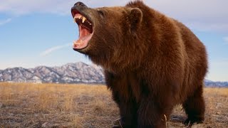 The Grizzly River  Grizzly Bears Documentary  History TV [upl. by Ileane]