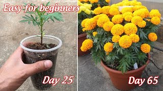 How to grow marigolds in pots from seeds  full information  easy for beginners [upl. by Kaja]