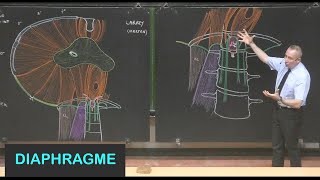 Anatomie du diaphragme Parois de labdomen 8 [upl. by Enomed]