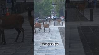 Beware of Naras Deer of TodaiJi Temple deer TodaiJiTemple japan danger travel [upl. by Platt]