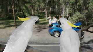 You with RACQ Roadside Assistance  Cockatoos [upl. by Nwavahs]