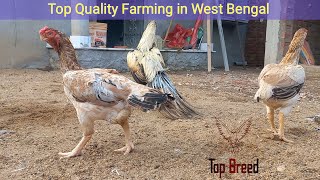 MrKashi Parrot Aseel Farming  Top Quality Farming in India [upl. by Elman]