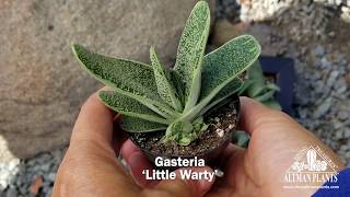 Quick Peek Gasteria ‘Little Warty’ [upl. by Kidder99]