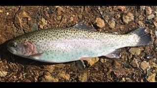 Northern Virginia Trout Fishing III  Lake Thompson  GR Thompson Wildlife Area [upl. by Aim]