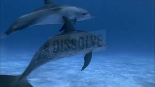 Baby Einstein Stock Footage  Footage Bank Dolphins 3 [upl. by Wons]