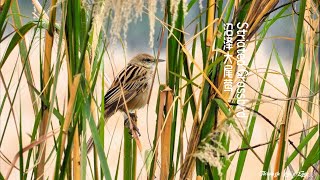 Striated Grassbird [upl. by Helmut]