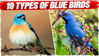 19 Types of Blue Birds with Pictures [upl. by Koss]