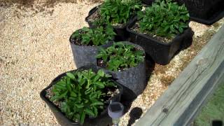 Growing Gourmet Strawberries in Aeration Containers [upl. by Nitaj978]